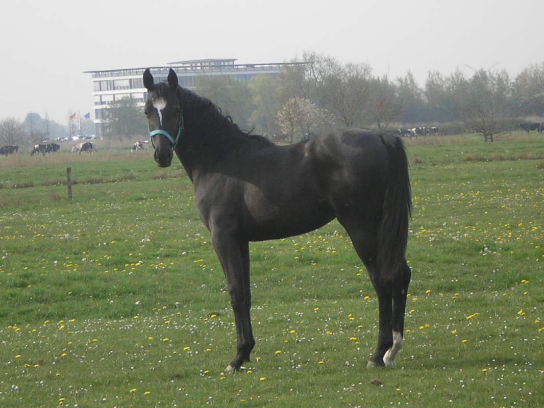 Unterescaś Boy