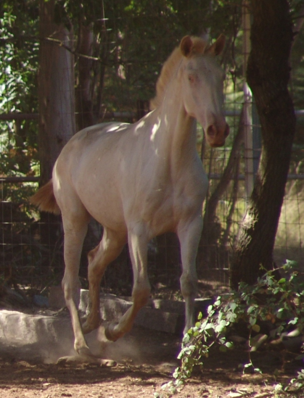 Alotorius