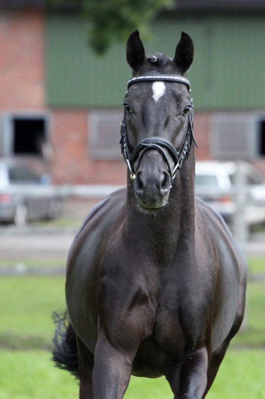 royal-of-black3.jpg