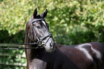 royal-of-black.jpg