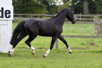 royal-of-black2.jpg