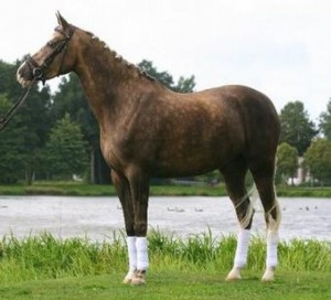 Obrazek